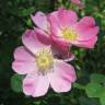 Fotografia 1 da espécie Rosa dumalis do Jardim Botânico UTAD