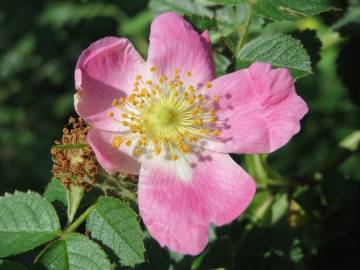 Fotografia da espécie Rosa dumalis