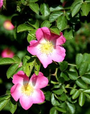Fotografia 3 da espécie Rosa dumalis no Jardim Botânico UTAD