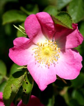 Fotografia 4 da espécie Rosa dumalis no Jardim Botânico UTAD