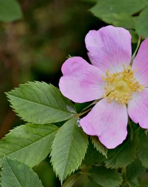 Fotografia 5 da espécie Rosa dumalis no Jardim Botânico UTAD