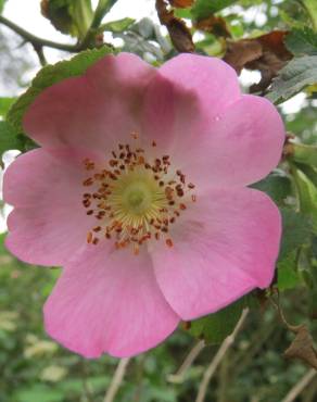 Fotografia 6 da espécie Rosa dumalis no Jardim Botânico UTAD