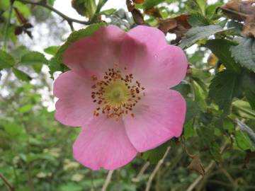 Fotografia da espécie Rosa dumalis