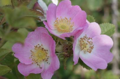 Fotografia da espécie Rosa dumalis