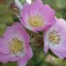 Fotografia 7 da espécie Rosa dumalis do Jardim Botânico UTAD