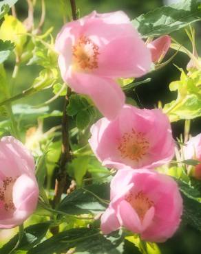 Fotografia 8 da espécie Rosa dumalis no Jardim Botânico UTAD