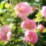 Fotografia 8 da espécie Rosa dumalis do Jardim Botânico UTAD