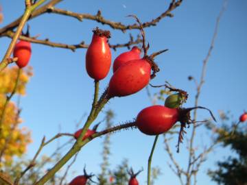 Fotografia da espécie Rosa rubiginosa