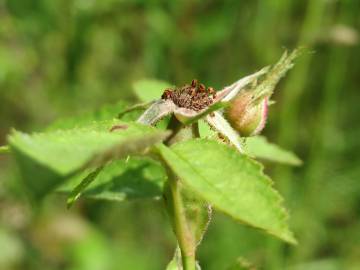 Fotografia da espécie Rosa rubiginosa