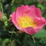 Fotografia 6 da espécie Rosa rubiginosa do Jardim Botânico UTAD