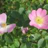 Fotografia 7 da espécie Rosa rubiginosa do Jardim Botânico UTAD