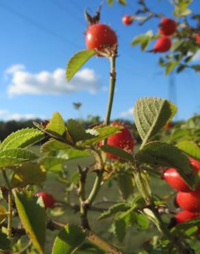 Fotografia 9 da espécie Rosa rubiginosa no Jardim Botânico UTAD