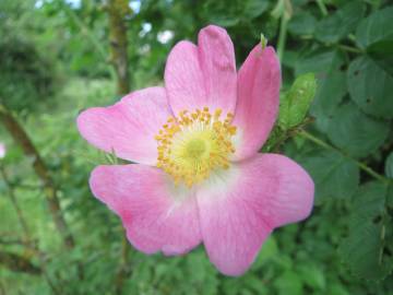 Fotografia da espécie Rosa rubiginosa