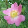 Fotografia 11 da espécie Rosa rubiginosa do Jardim Botânico UTAD