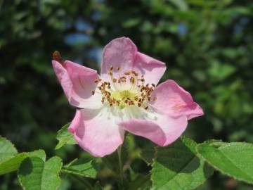 Fotografia da espécie Rosa rubiginosa