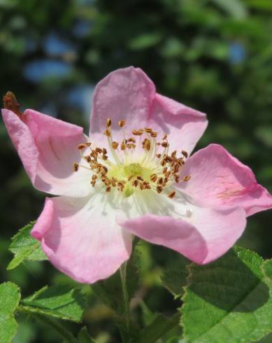Fotografia de capa Rosa rubiginosa - do Jardim Botânico