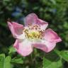 Fotografia 1 da espécie Rosa rubiginosa do Jardim Botânico UTAD
