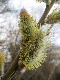 Fotografia da espécie Salix caprea