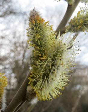 Fotografia 3 da espécie Salix caprea no Jardim Botânico UTAD