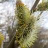 Fotografia 3 da espécie Salix caprea do Jardim Botânico UTAD