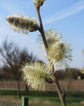 Fotografia 4 da espécie Salix caprea no Jardim Botânico UTAD