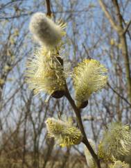 Salix caprea