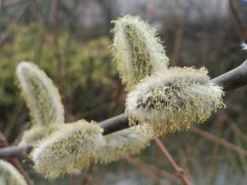 Fotografia da espécie Salix caprea