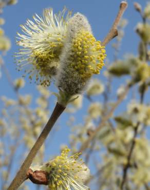 Fotografia 6 da espécie Salix caprea no Jardim Botânico UTAD