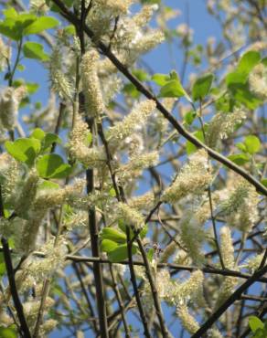 Fotografia 7 da espécie Salix caprea no Jardim Botânico UTAD