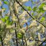 Fotografia 7 da espécie Salix caprea do Jardim Botânico UTAD