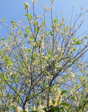 Fotografia 9 da espécie Salix caprea no Jardim Botânico UTAD