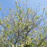 Fotografia 9 da espécie Salix caprea do Jardim Botânico UTAD