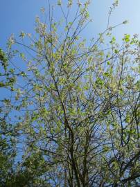 Fotografia da espécie Salix caprea