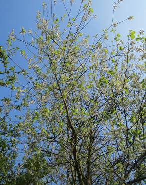 Fotografia 10 da espécie Salix caprea no Jardim Botânico UTAD