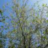 Fotografia 10 da espécie Salix caprea do Jardim Botânico UTAD