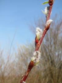 Fotografia da espécie Salix purpurea