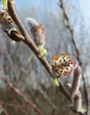 Fotografia 4 da espécie Salix purpurea no Jardim Botânico UTAD