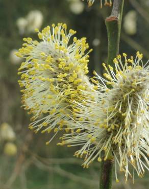 Fotografia 11 da espécie Salix caprea no Jardim Botânico UTAD