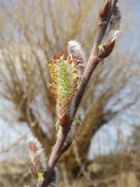 Fotografia da espécie Salix purpurea