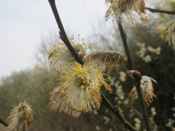 Fotografia da espécie Salix caprea