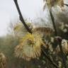 Fotografia 12 da espécie Salix caprea do Jardim Botânico UTAD