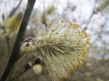 Fotografia da espécie Salix caprea