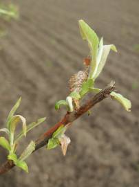 Fotografia da espécie Salix purpurea