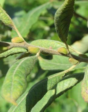 Fotografia 14 da espécie Salix caprea no Jardim Botânico UTAD