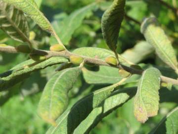 Fotografia da espécie Salix caprea