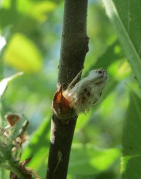 Fotografia 7 da espécie Salix purpurea no Jardim Botânico UTAD