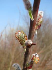 Fotografia da espécie Salix purpurea