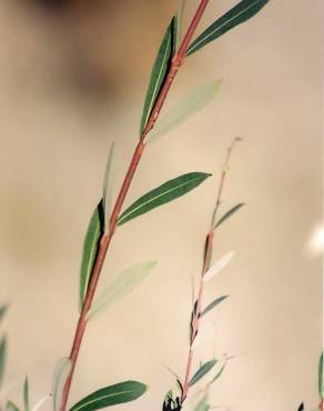 Fotografia 9 da espécie Salix purpurea no Jardim Botânico UTAD