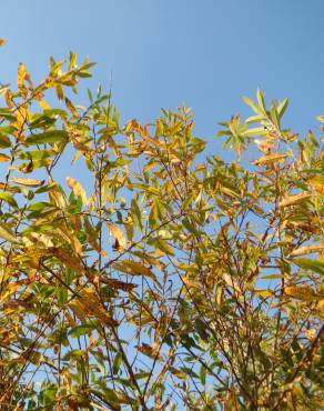 Fotografia 10 da espécie Salix purpurea no Jardim Botânico UTAD