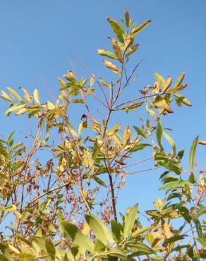 Fotografia 11 da espécie Salix purpurea no Jardim Botânico UTAD